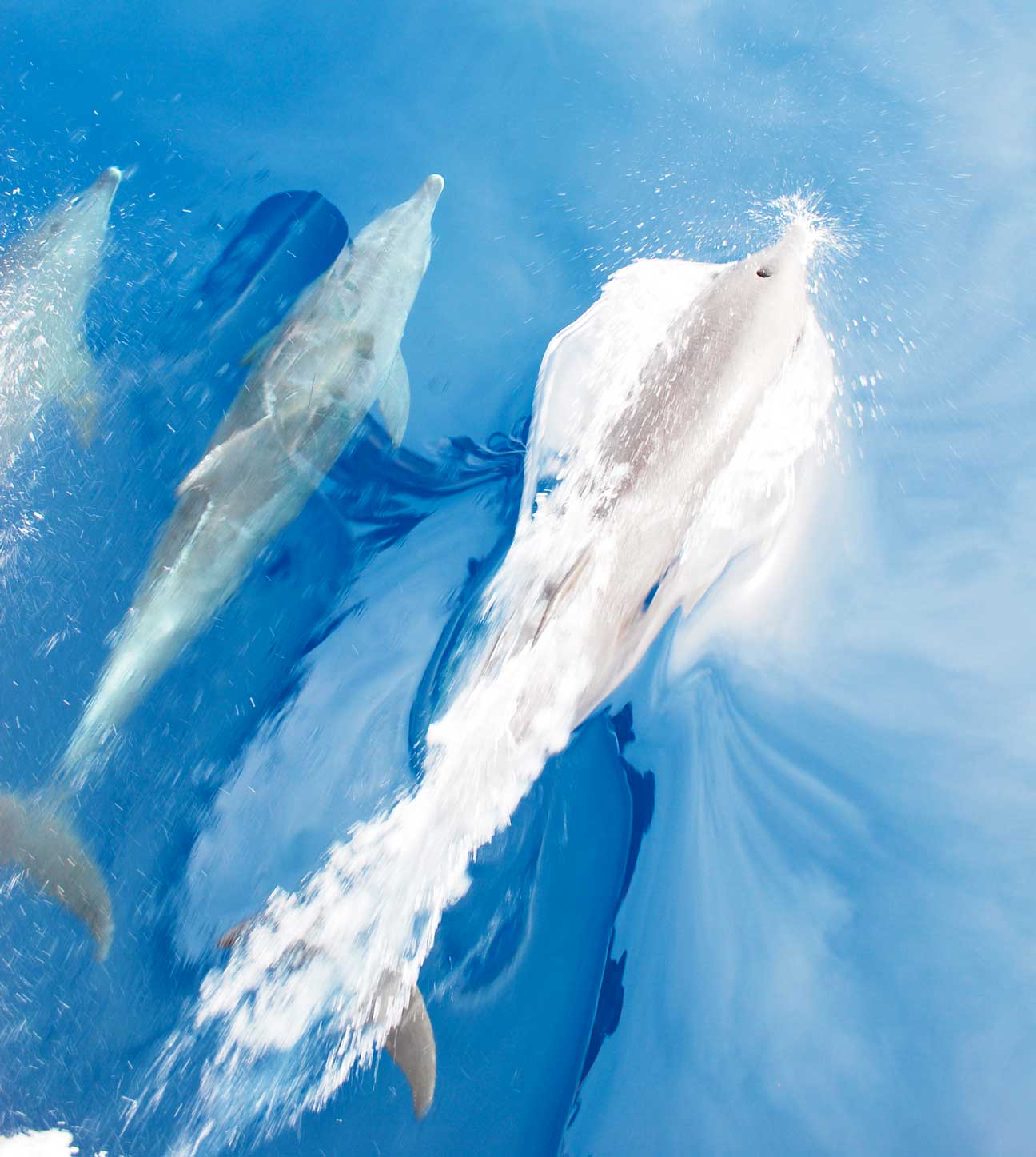 Delfine im Meer erhöhen das Bewusstsein, Delfinbewusstsein